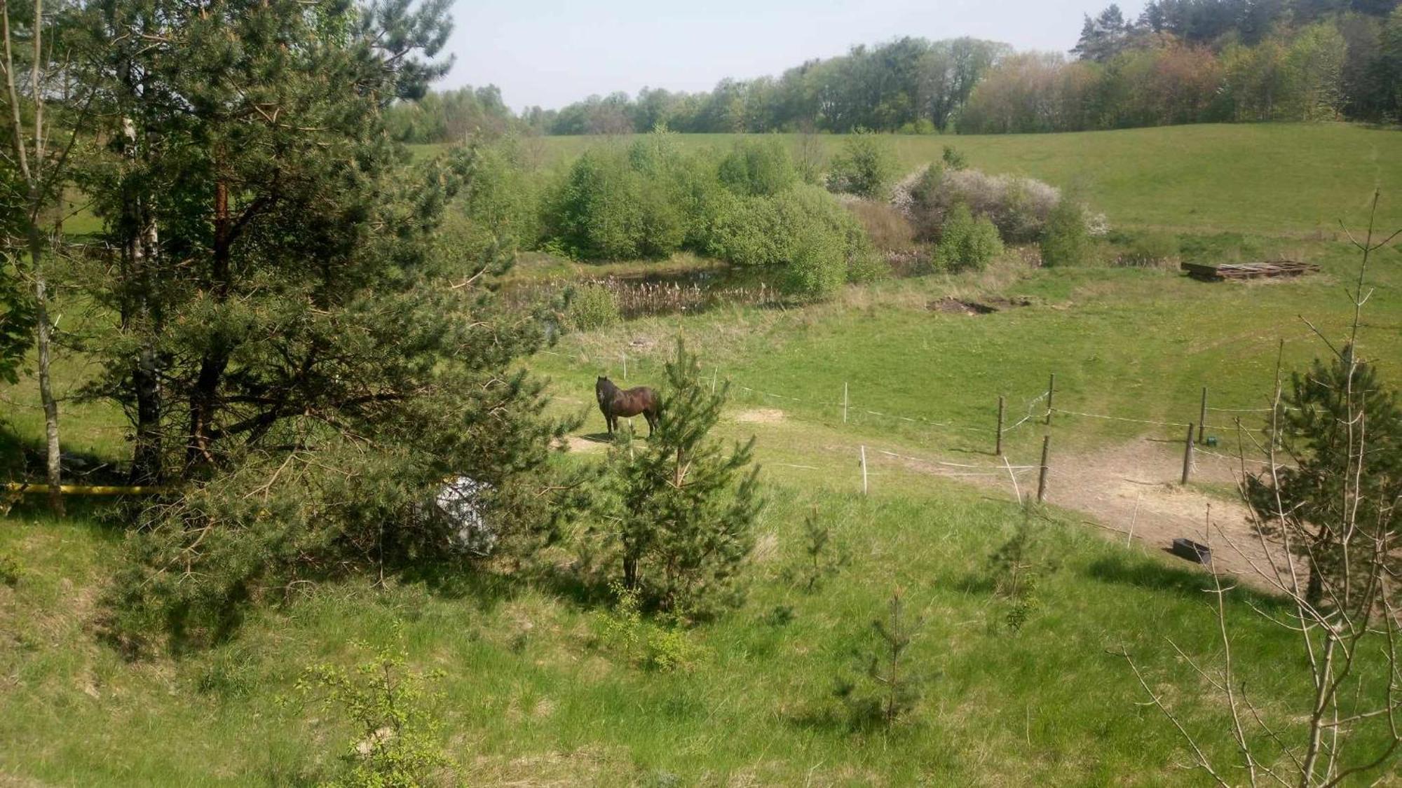 Domek Zielenina Mierzeszyn Kültér fotó